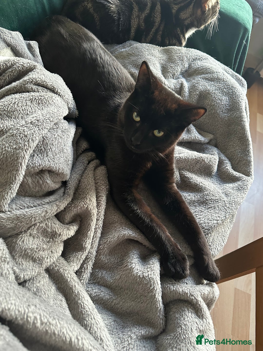 British Shorthair cats for sale: Male Adult Black British shorthair cat - Image 5