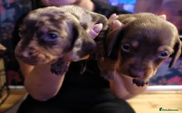 Miniature Dachshund dogs for sale: 4 miniature dachshund looking for forever homes  - Image 1