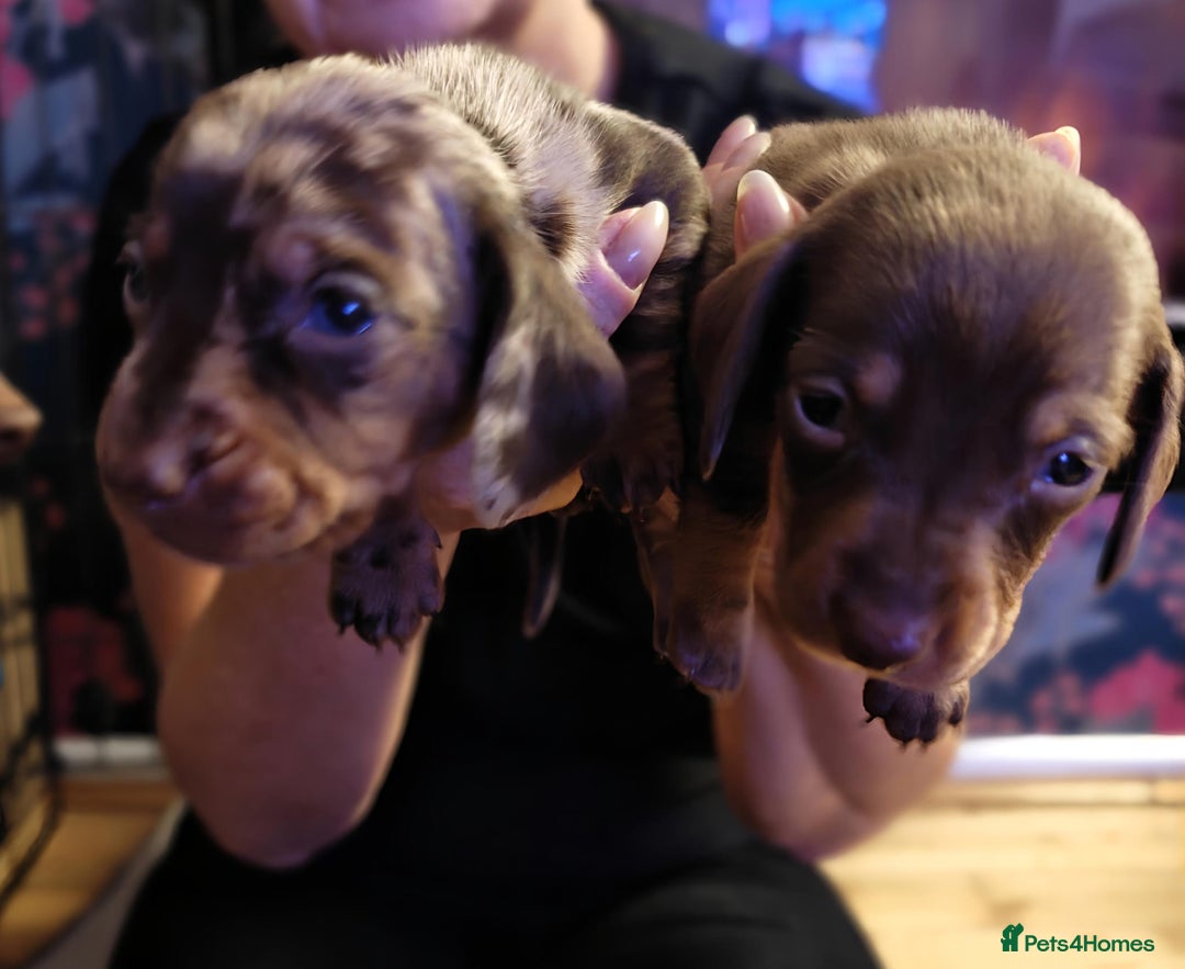 Miniature Dachshund dogs for sale: 4 miniature dachshund looking for forever homes  - Image 1