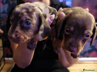 Miniature Dachshund dogs for sale - Advert 1