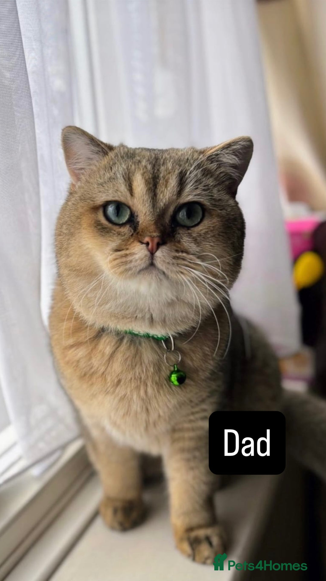 British Shorthair cats for sale: British shorthair kitten  - Advert 5