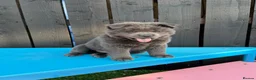 Chow Chow dogs for sale: Stunning Exotic colour chowski puppies for sale - Advert 28