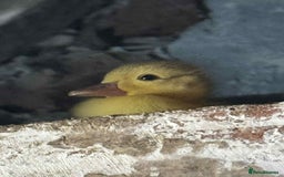 Ducks poultry for sale: Muscovy ducklings  - Image 1