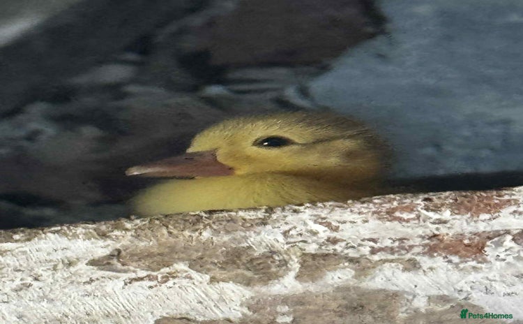 Ducks poultry - Advert 4