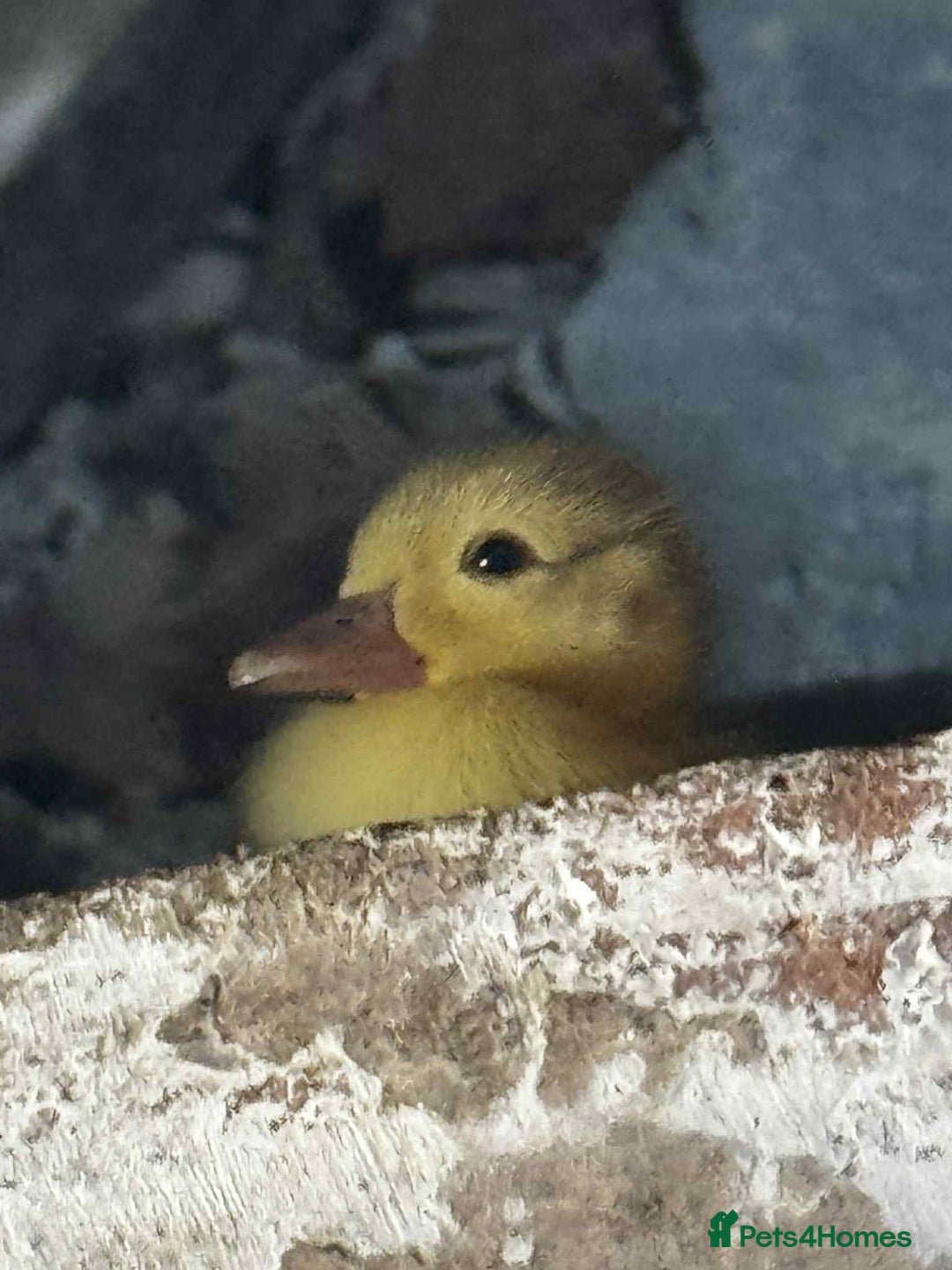 Ducks poultry for sale: Muscovy ducklings  - Image 1