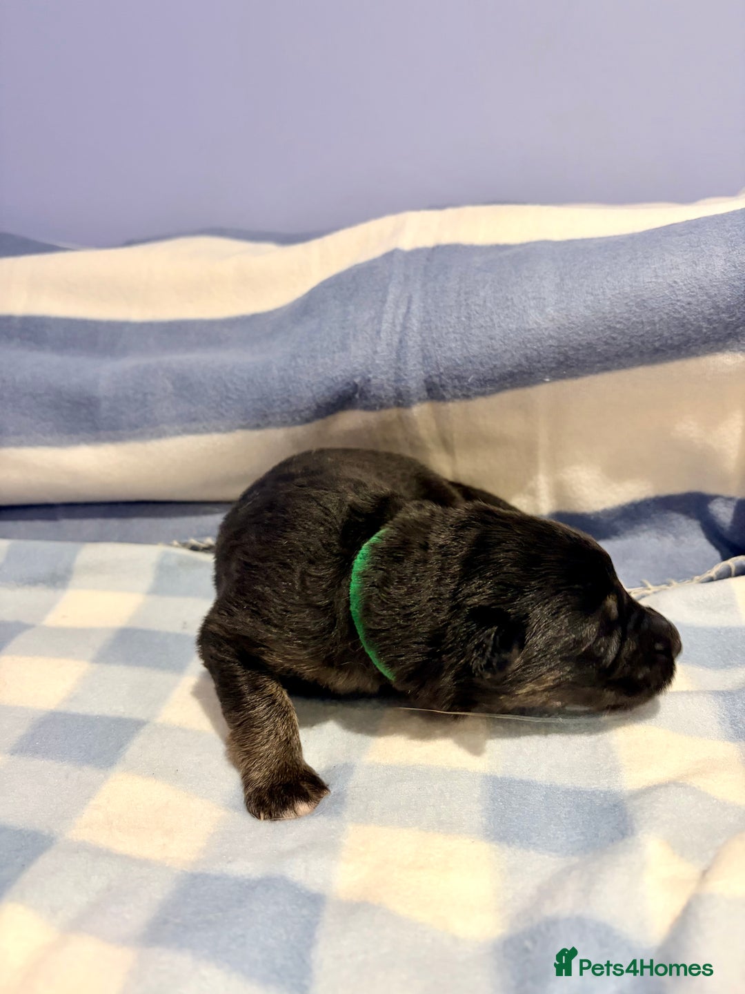 German Shepherd dogs for sale: 🐶 Beautiful KC Registered Puppies Available 🐶 - Advert 19