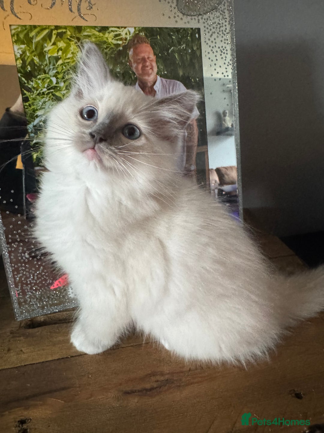 Ragdoll cats for sale: GCCF registered Blue mitted Ragdoll kittens - Image 2