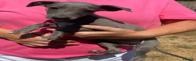 Whippet 7