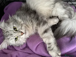 Maine Coon cats Mainecoon brown tabby - Advert 1