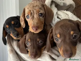 Miniature Dachshund dogs Miniature smooth haired dachshund - Advert 17