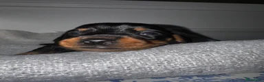 Dachshund Puppy 1