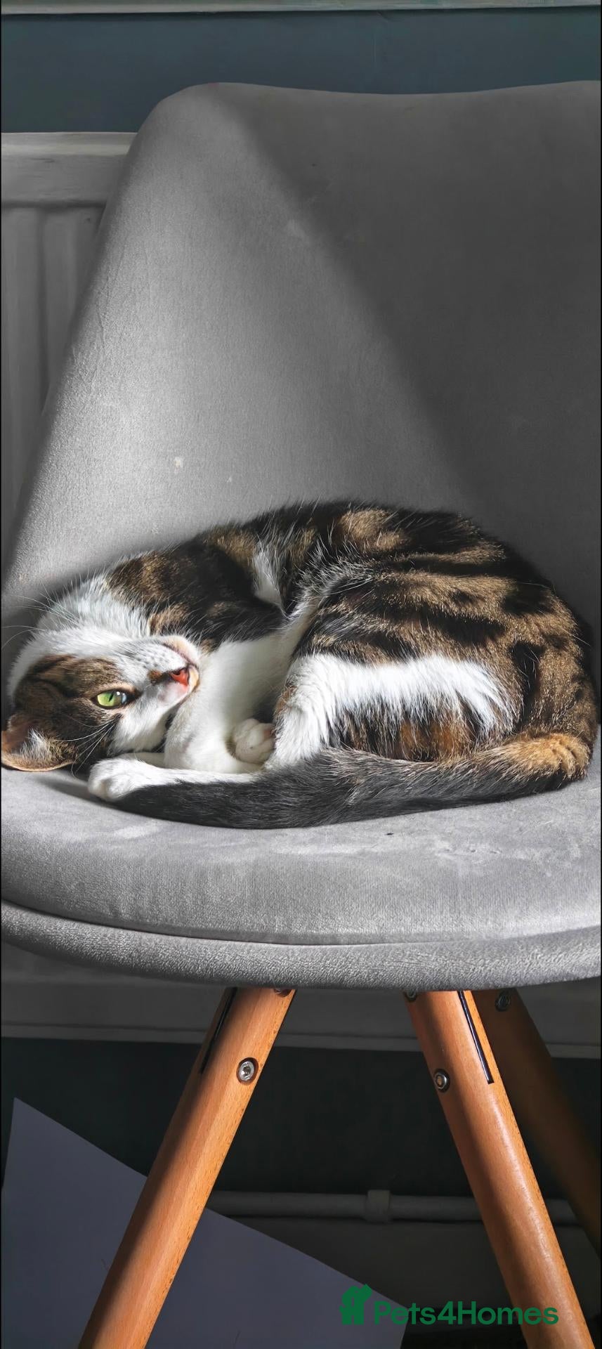 British Shorthair cats 2 Year Old BSH - Dopey  - Advert 5