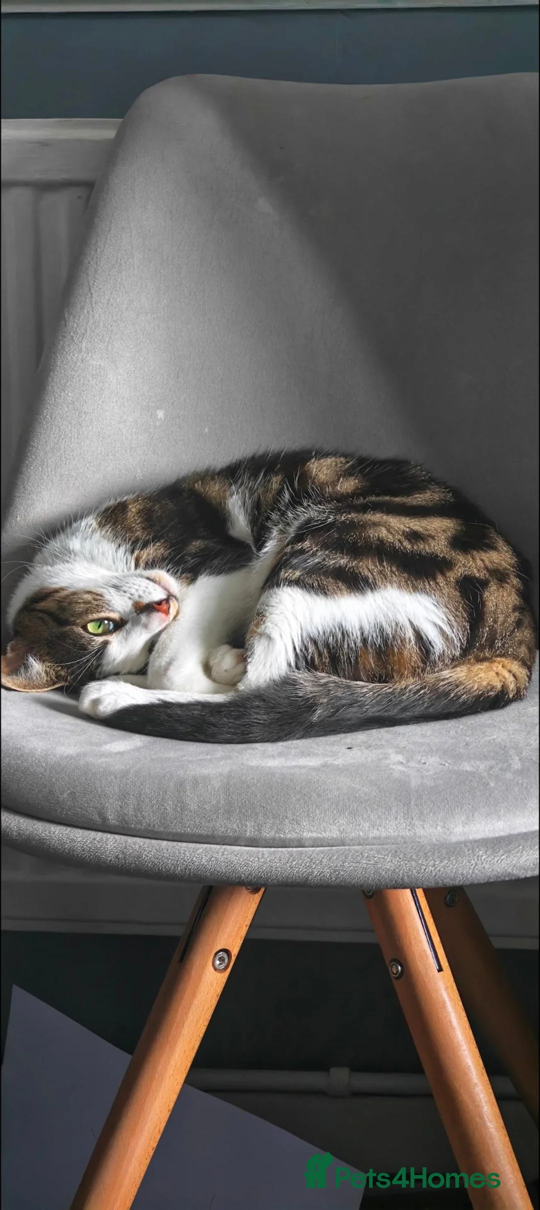British Shorthair cats for sale: 2 Year Old BSH - Dopey  - Advert 1