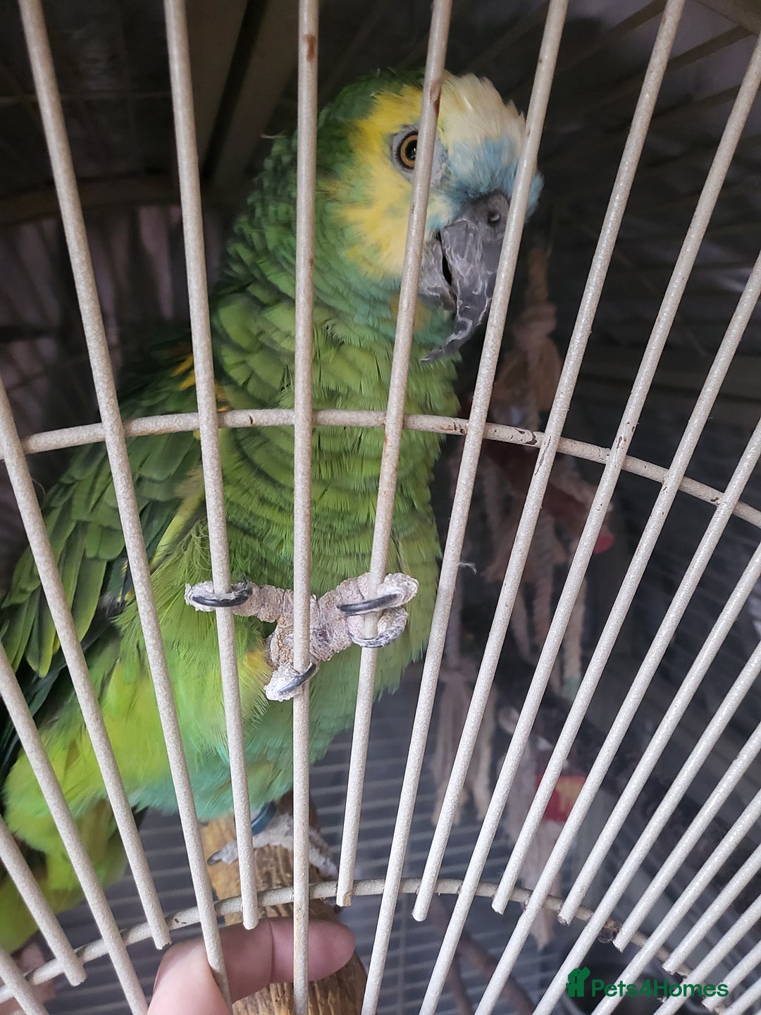 Parrots birds for sale: Blue Fronted Amazon  - Advert 2