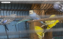 Mixed Breed birds for sale: All types Bird Avery clearance.  - Image 4