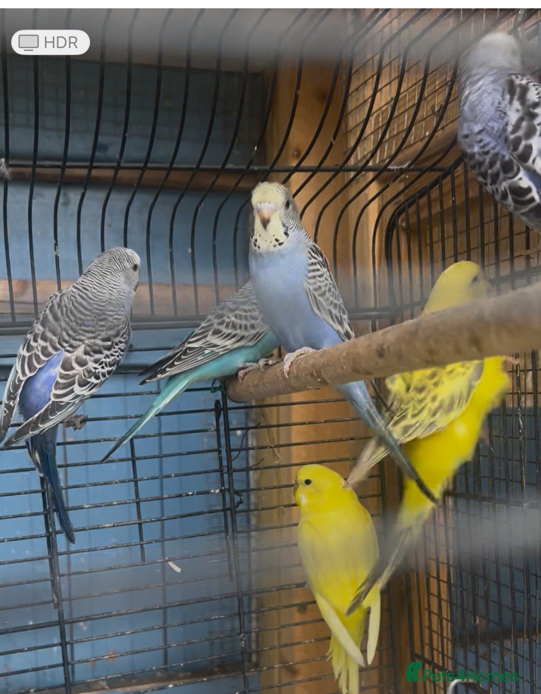 Mixed Breed birds for sale: All types Bird Avery clearance.  - Image 4