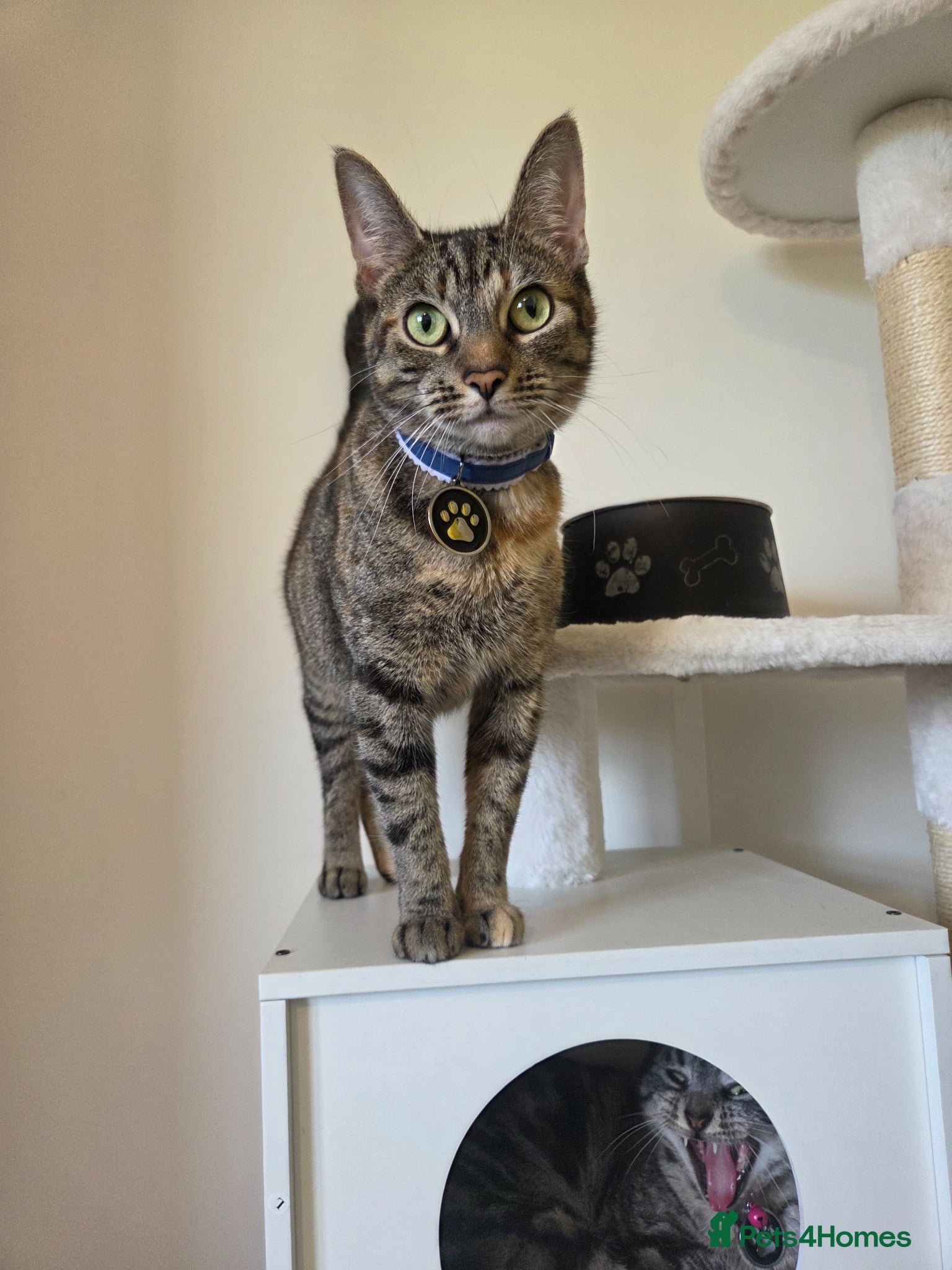 Domestic Shorthair cats Miss Athena Needs a New Home - Advert 2