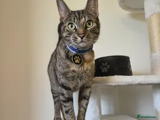 Domestic Shorthair cats Miss Athena Needs a New Home - Advert 2