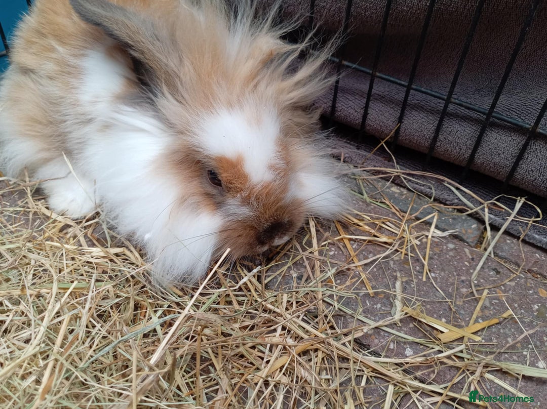 Mini Lion Lop rabbits for sale: 3 boys 1 girl mini lion lop - Image 10