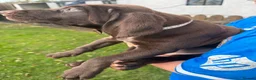 German Shorthaired Pointer dogs for sale: German Shorthaired Pointer puppies  - Advert 4
