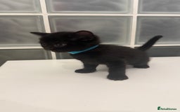 British Shorthair cats for sale: Black male kittens  - Image 7