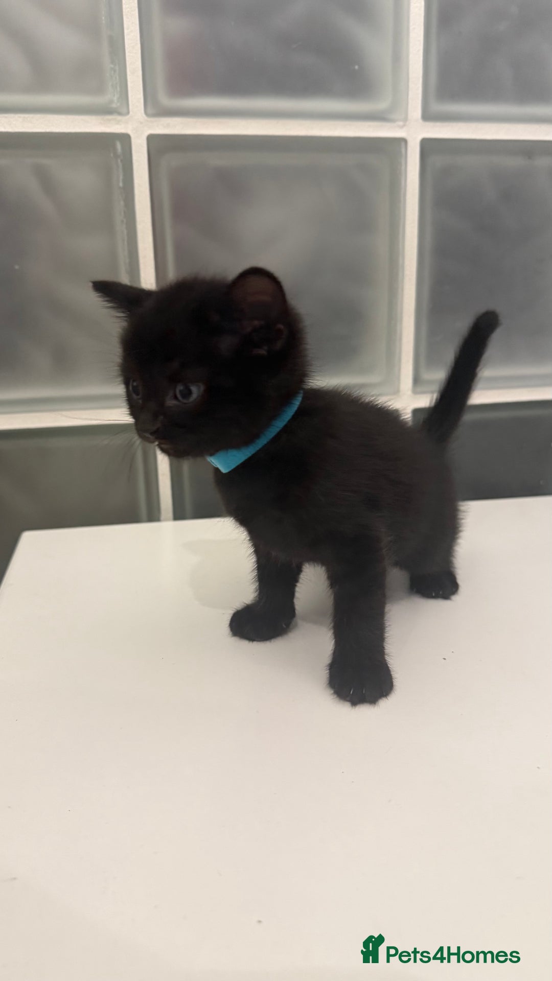British Shorthair cats for sale: Black male kittens  - Image 7