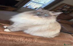 Ragdoll cats for sale: Stunning Ragdoll Kittens Flame/Blue/Seal - Image 11