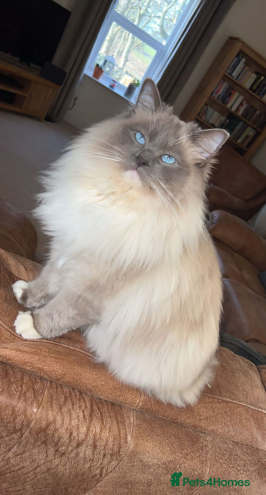 Ragdoll cats for sale: Stunning Ragdoll Kittens Flame/Blue/Seal - Image 11