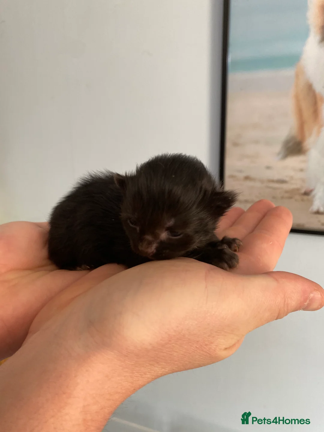 Maine Coon cats for sale: 5 mainecoon mix kittens  - Advert 2