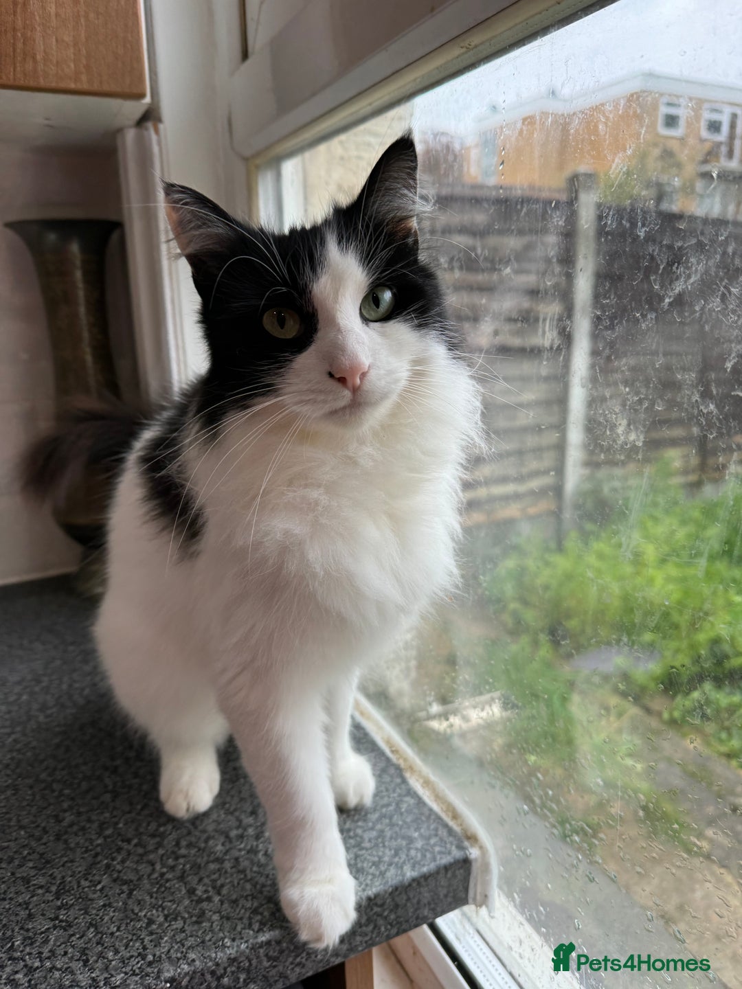 Mixed Breed cats for sale: 5yrs old beautiful affectionate loving home wanted - Advert 1