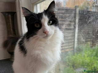 Mixed Breed cats 5yrs old beautiful affectionate loving home wanted - Advert 1