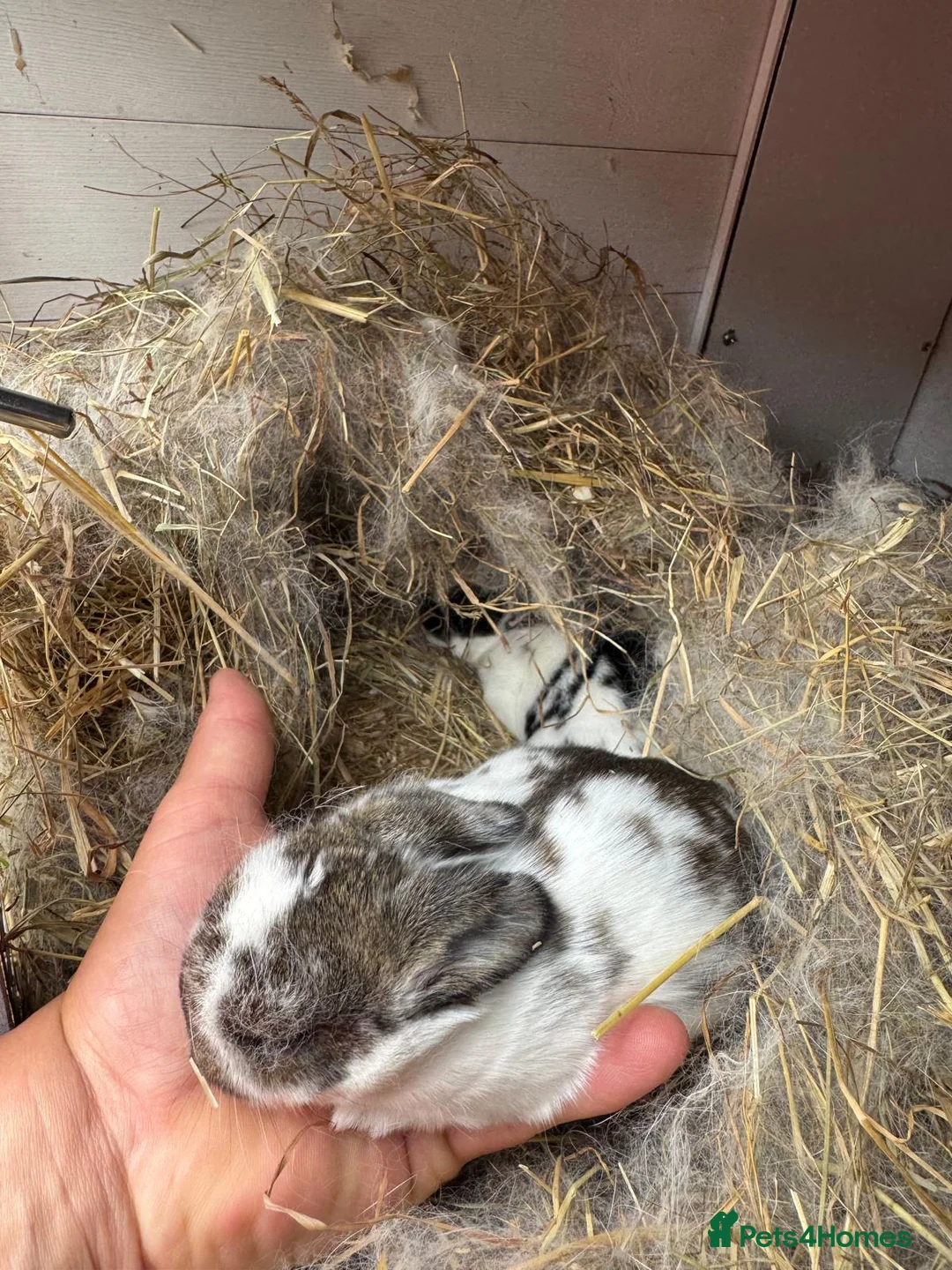 Mixed Breed rabbits for sale: Beautiful bunnies in Luton - Advert 2