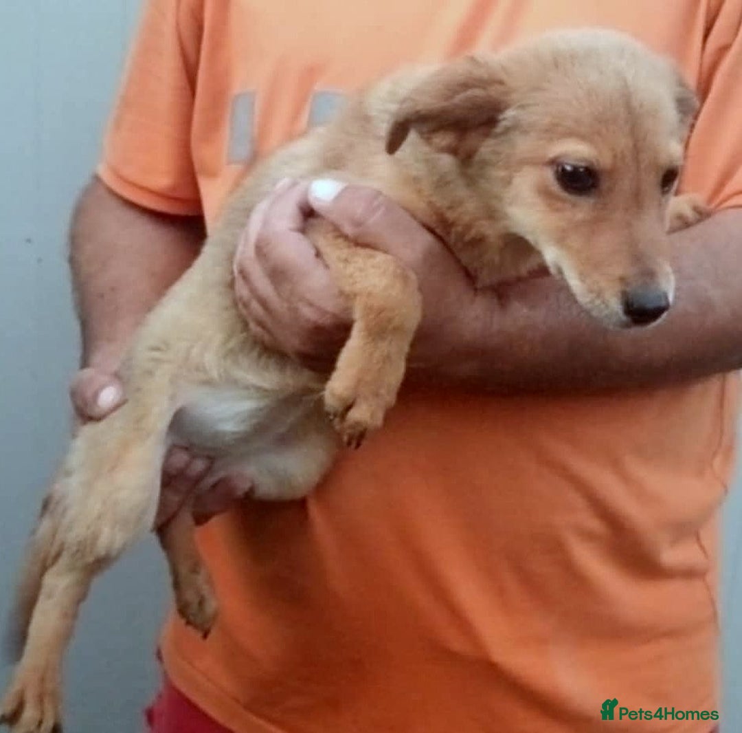 Mixed Breed dogs for adoption: 💖 Mila – a delicate soul in need of love 💖 - Advert 3