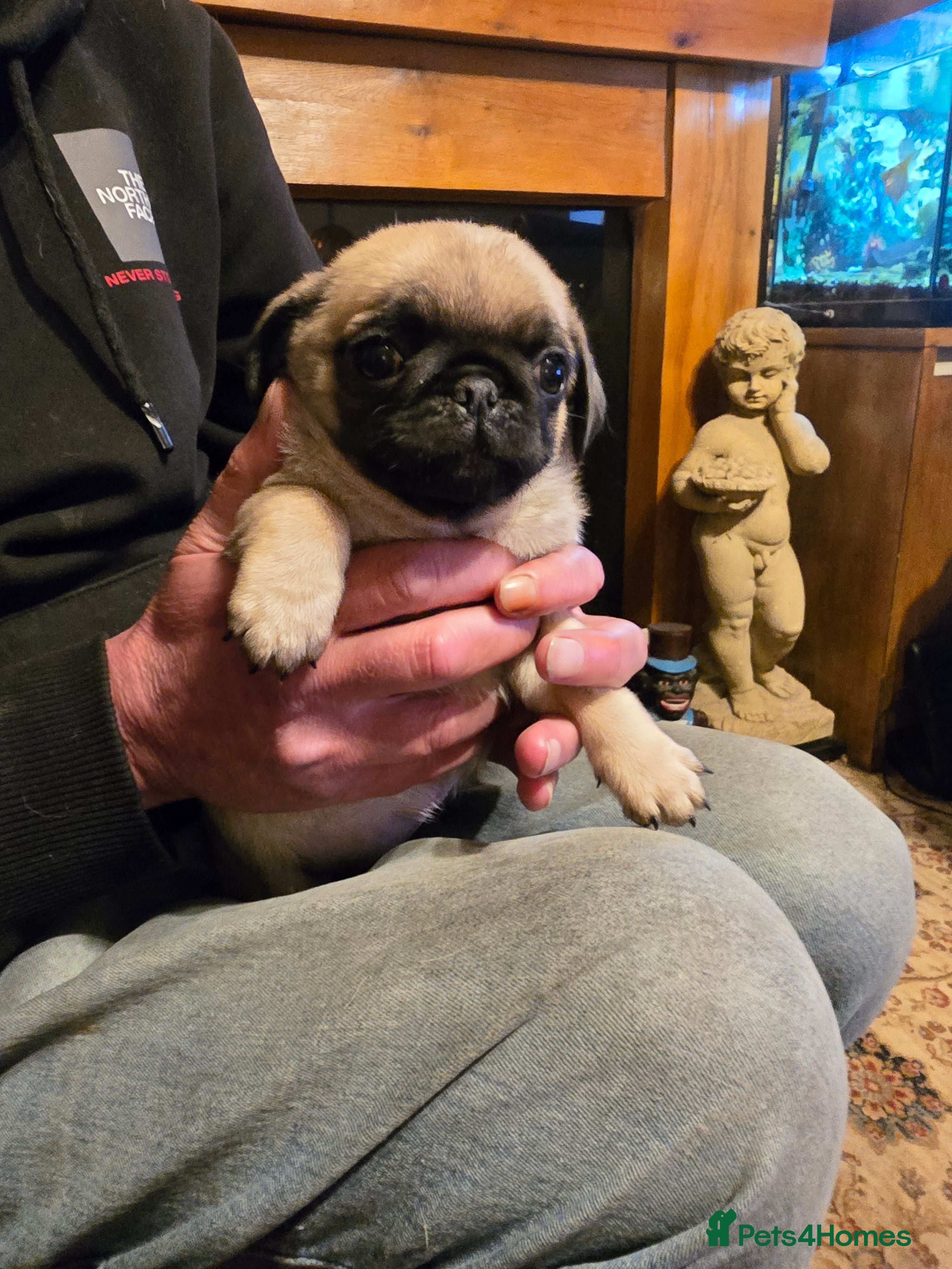 Pug dogs Baby Pugs for sale. - Advert 1