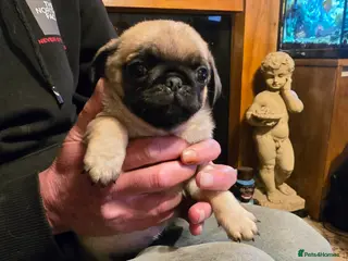 Pug dogs Baby Pugs for sale. - Advert 1