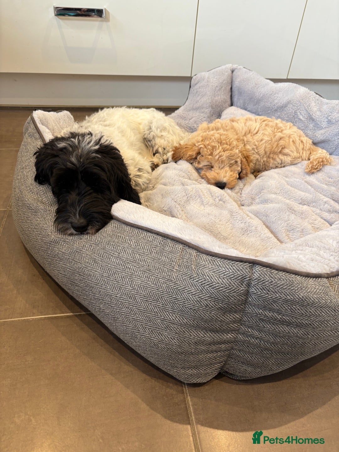 Cockapoo dogs for sale: *** Re-Home *** F1B male cockapoo pup - Advert 6