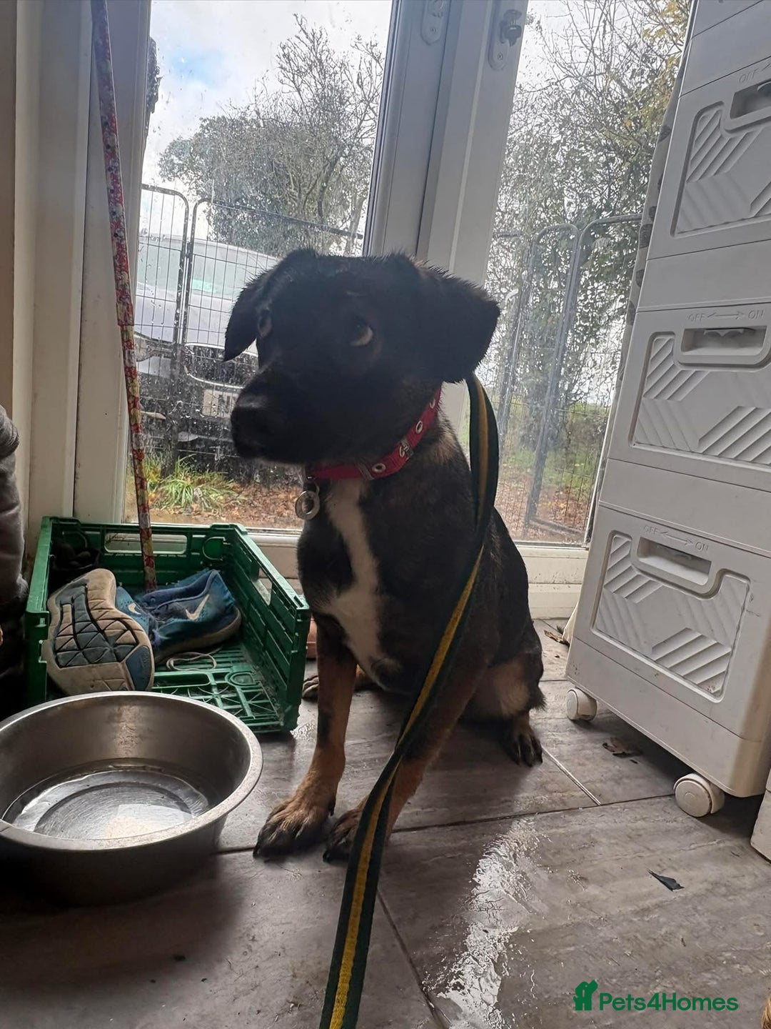 Mixed Breed dogs for adoption: Bubbles - Norwich Norfolk  - Advert 12