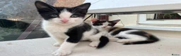 Mixed Breed cats for sale: 4 Gorgeous Ragdoll Cross Kittens - Advert 11