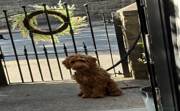 Cockapoo dogs - Advert 4