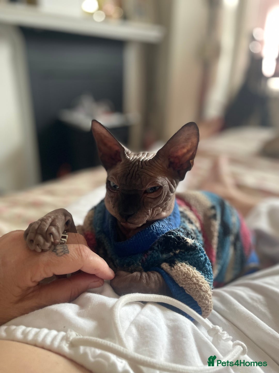 Sphynx cats for sale: Male sphynx kitten looking for forever slave - Advert 3
