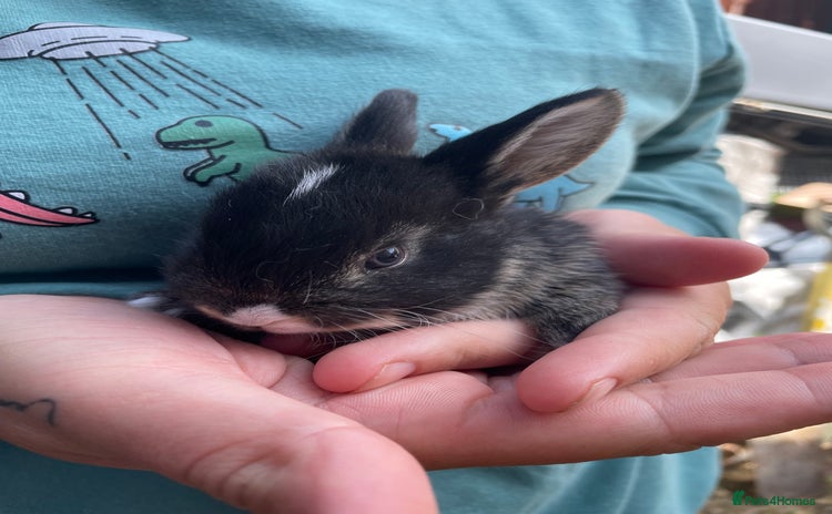 Mini Lop rabbits - Advert 3