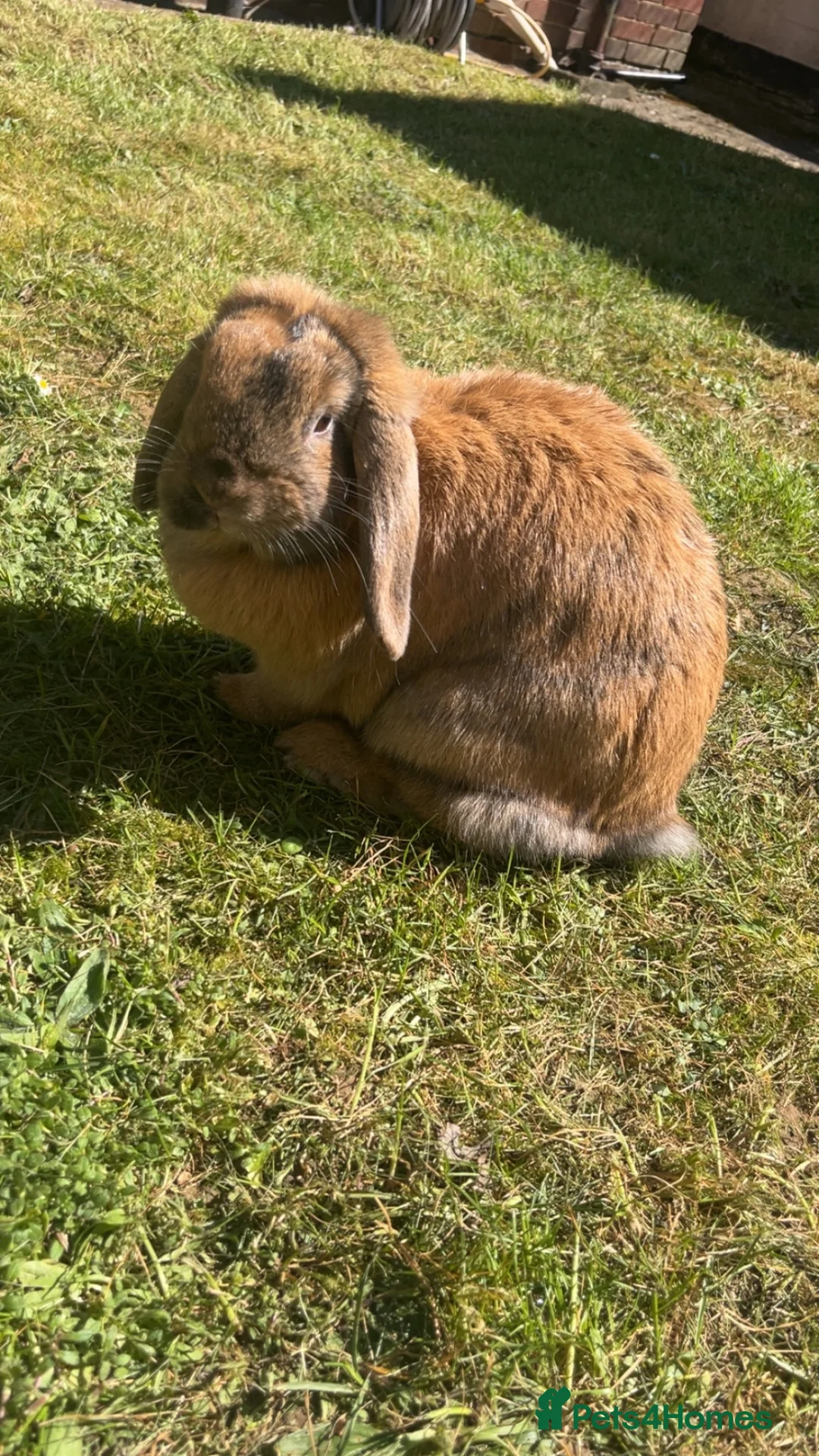 Mini Lop rabbits for sale: Mini lop rabbit  in Purley - Advert 2