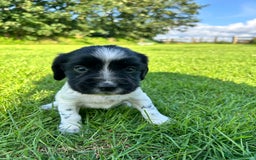 English Springer Spaniel dogs for sale: KC REG ENGLISH SPRINGER SPANIEL - Image 11