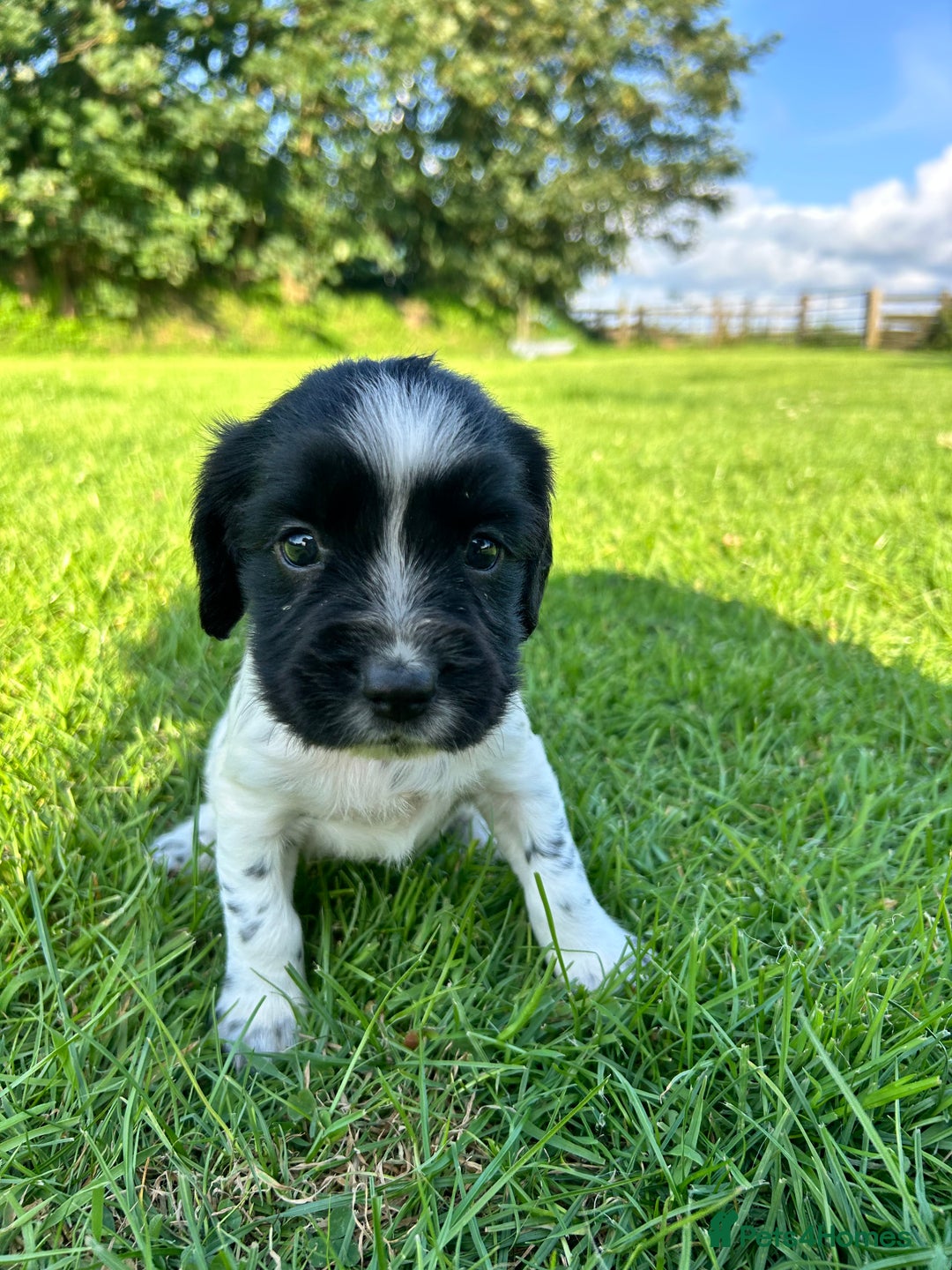 English Springer Spaniel dogs for sale: KC REG ENGLISH SPRINGER SPANIEL - Image 11