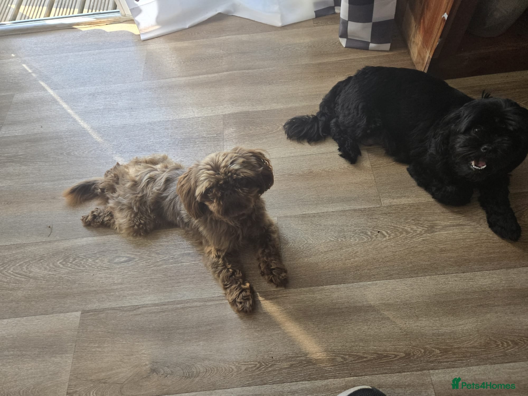 Shih Tzu dogs Shih tzus  - Advert 4
