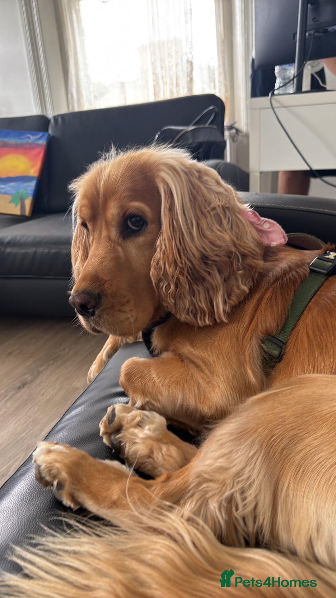 Cocker Spaniel dogs for sale: Sunny-Working Cocker Spaniel - Image 5