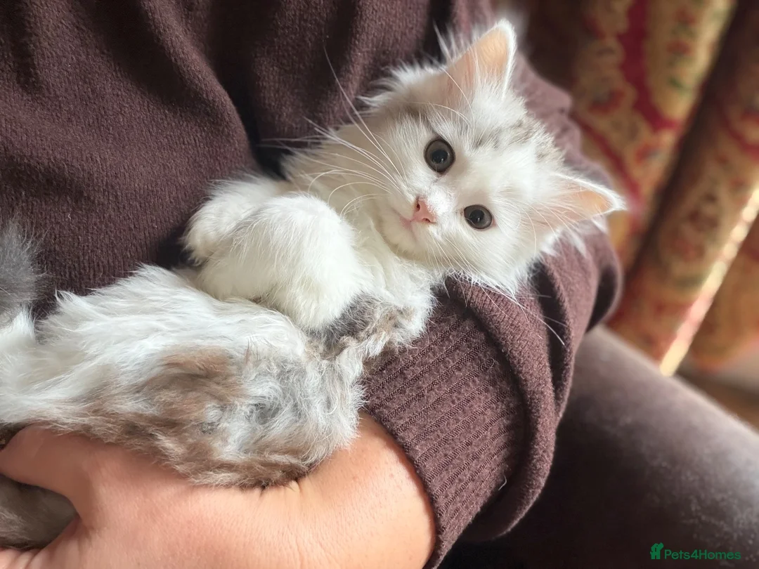 Siberian cats for sale: Hypoallergenic TICA pedigree Siberian kitten READY - Advert 2