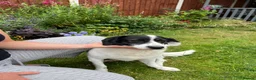 Mixed Breed dogs for adoption: Sweet calm Freya  - Advert 7