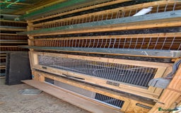 Quail poultry for sale: Quail cages and quails - Image 2