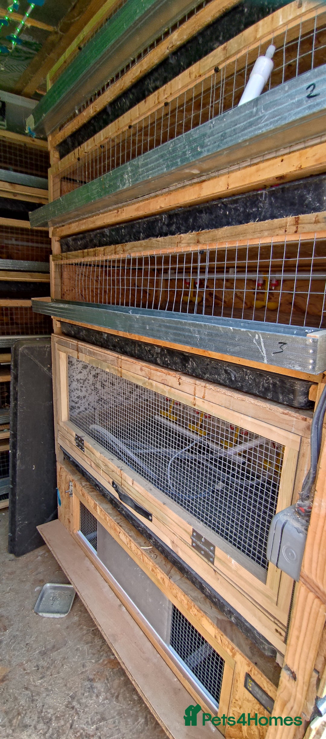 Quail poultry for sale: Quail cages and quails - Image 2